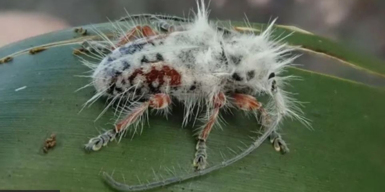 Чудо природи – “жук-панк”. Вчені знайшли невідому науці комаху (ФОТО)