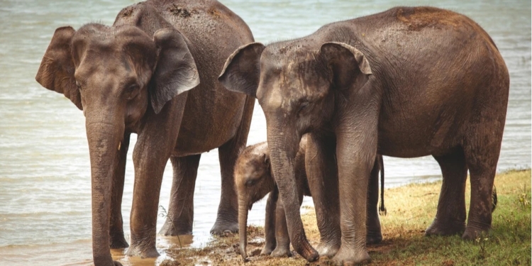 Майже як у людей: азійські слони оплакують і ховають своїх дитинчат