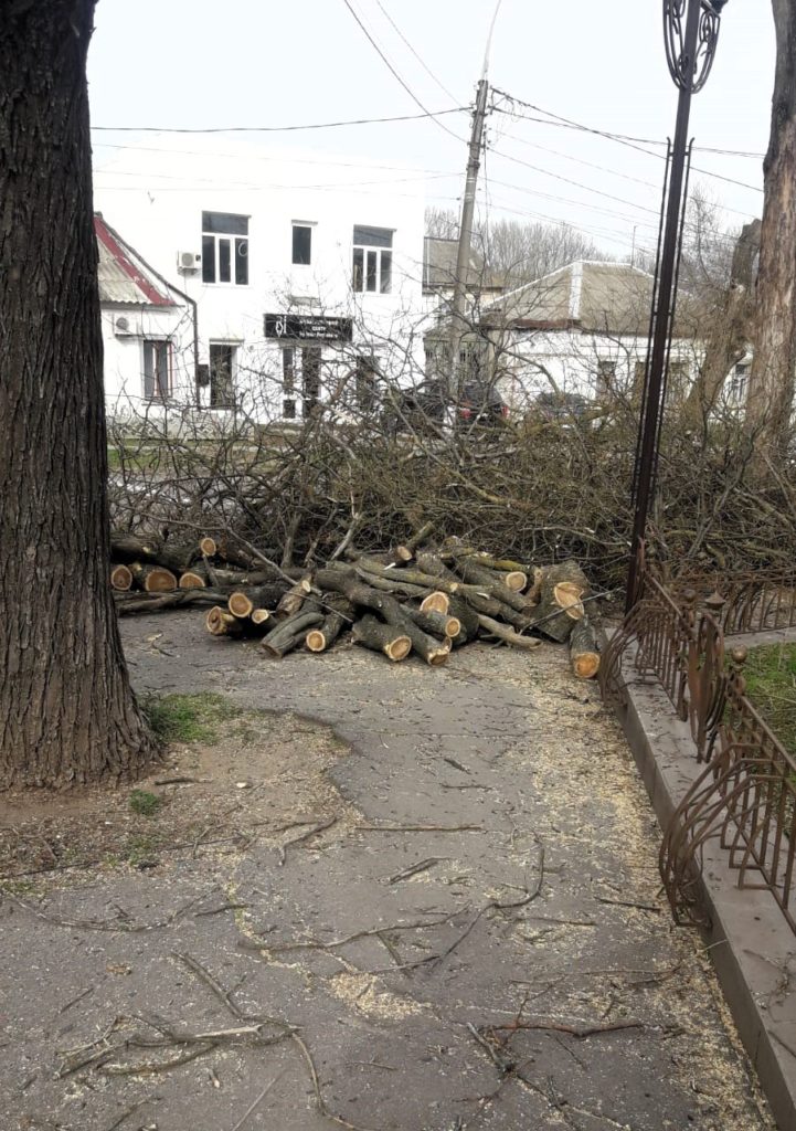 Держекоінспекція зафіксувала чергове порушення з боку КП «Миколаївські парки» під час обрізки дерев (ФОТО) 1