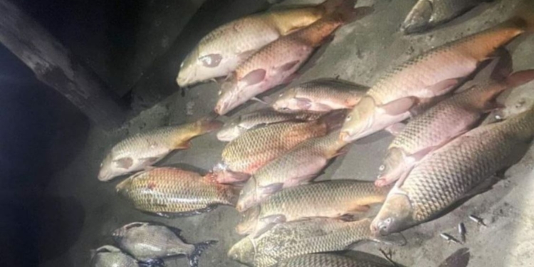 Сазани, лящі, товстолоби. Миколаївська поліція зловила браконьєрів в Сапетні (ФОТО)