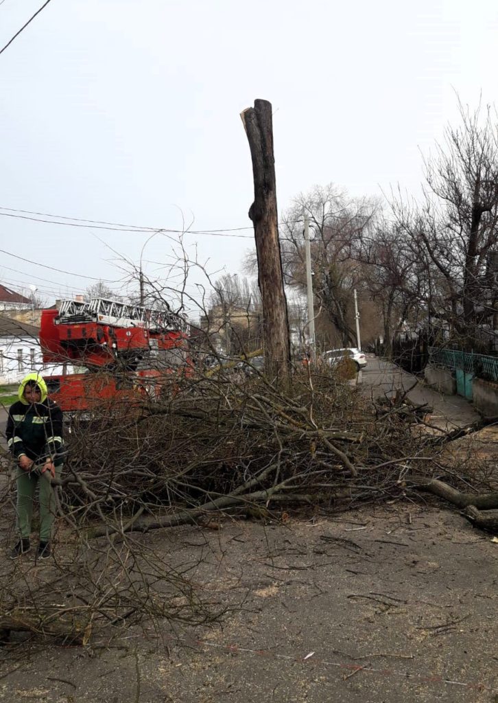 Держекоінспекція зафіксувала чергове порушення з боку КП «Миколаївські парки» під час обрізки дерев (ФОТО) 3