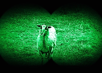 Несподіваний наступ. Отара овець незаконно перетнула кордон  України та Польщі (ВІДЕО)