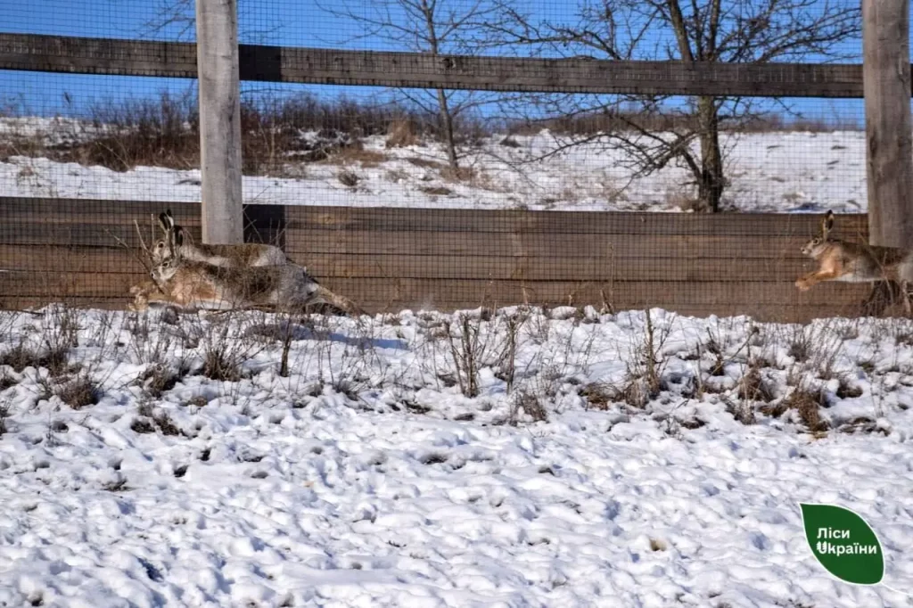 В Україні розводять зайців-русаків і диких кролів, але як в Австралії не буде (ФОТО) 4