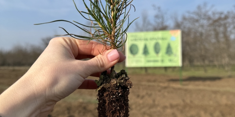 На Миколаївщині цієї весни лісівники планують висадити 8 млн. дерев (ФОТО)