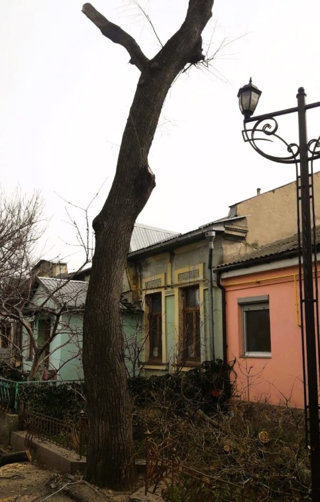 Держекоінспекція зафіксувала чергове порушення з боку КП «Миколаївські парки» під час обрізки дерев (ФОТО) 5