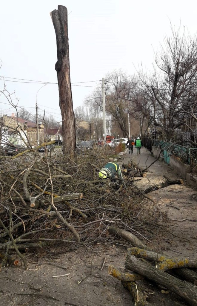 Держекоінспекція зафіксувала чергове порушення з боку КП «Миколаївські парки» під час обрізки дерев (ФОТО) 7