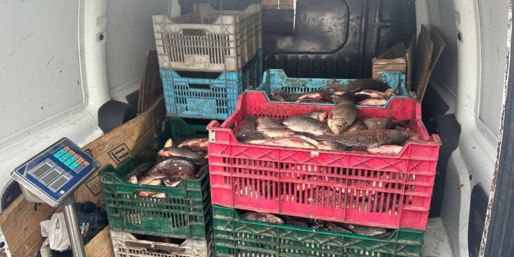 У Миколаєві чоловік незаконно перевозив понад 100 кг карасів – поліція