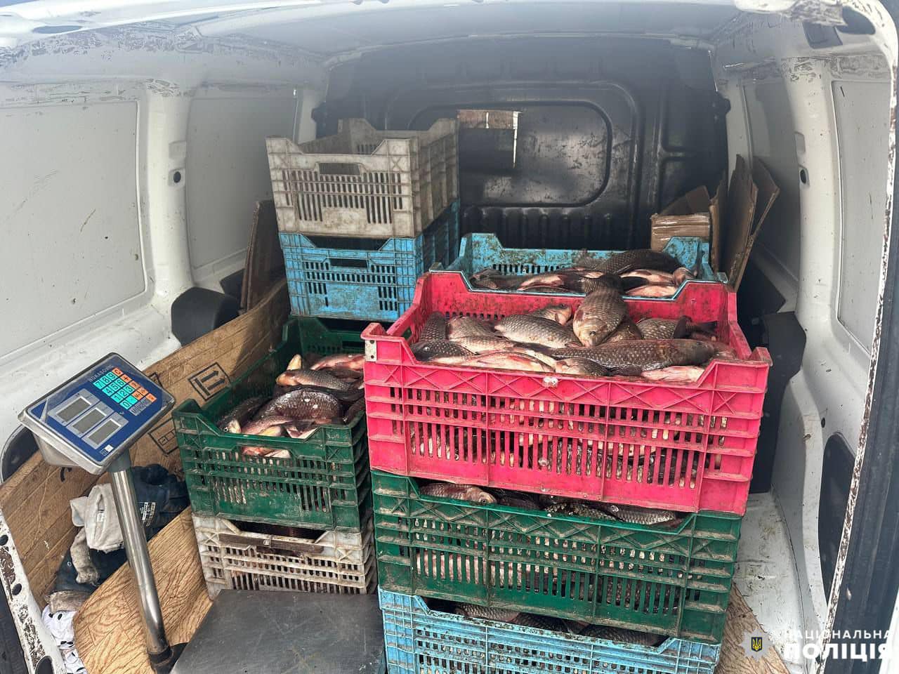 У Миколаєві чоловік незаконно перевозив понад 100 кг карасів – поліція