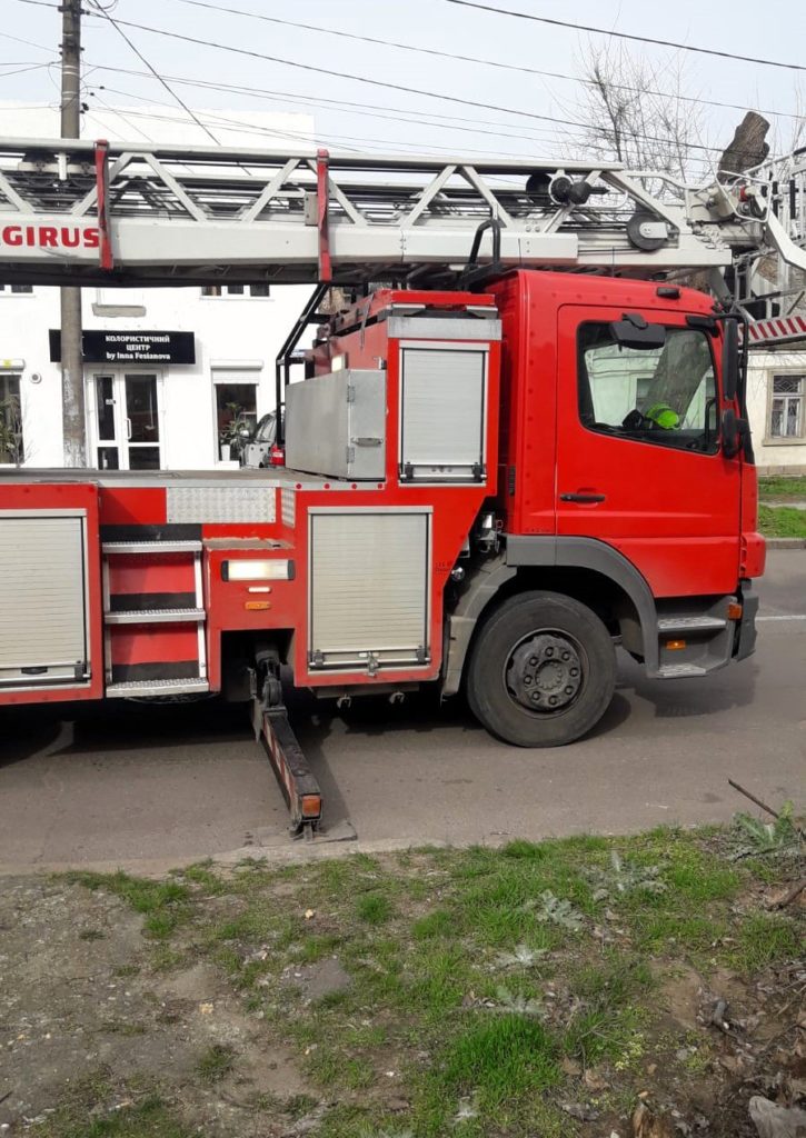 Держекоінспекція зафіксувала чергове порушення з боку КП «Миколаївські парки» під час обрізки дерев (ФОТО) 9
