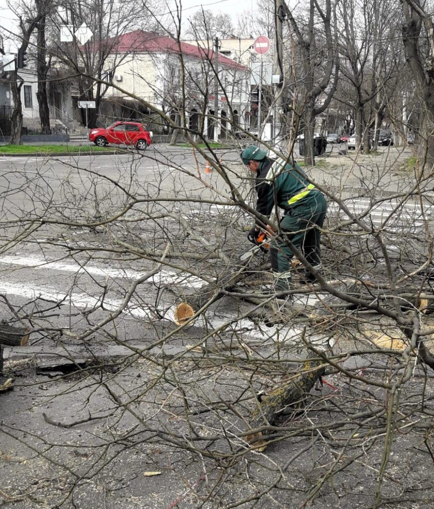 Держекоінспекція зафіксувала чергове порушення з боку КП «Миколаївські парки» під час обрізки дерев (ФОТО) 11