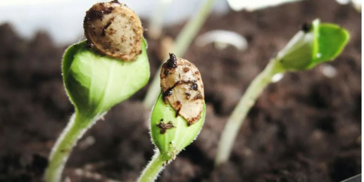 Залишився тиждень. Посійте розсаду на зростаючий місяць