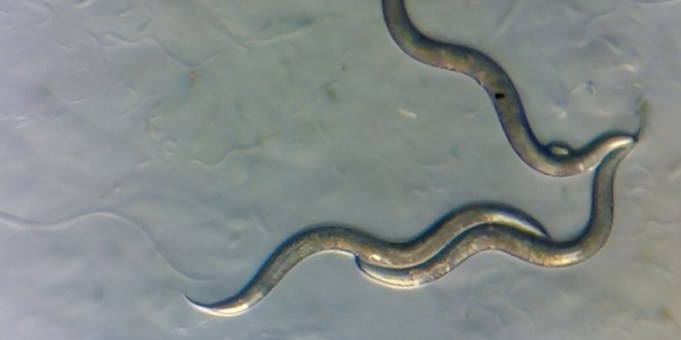 Диво і надія – маленькі хробачки із Чорнобиля не чутливі до радіації (ВІДЕО)