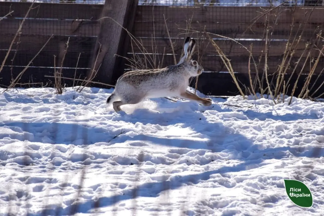 В Україні розводять зайців-русаків і диких кролів, але як в Австралії не буде (ФОТО)