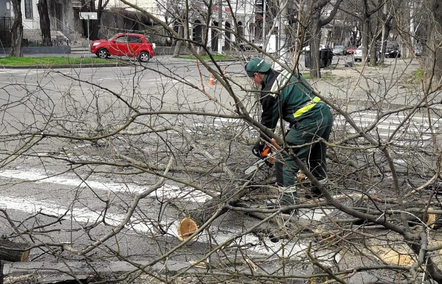 Держекоінспекція зафіксувала чергове порушення з боку КП «Миколаївські парки» під час обрізки дерев (ФОТО) 19