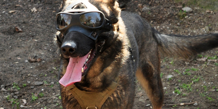 «Горить» своєю справою: чотирилапий миколаївський тероборонівець Бакс (ФОТО)