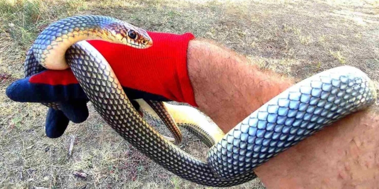 У болгарському місті з’явився чиновник-змієлов