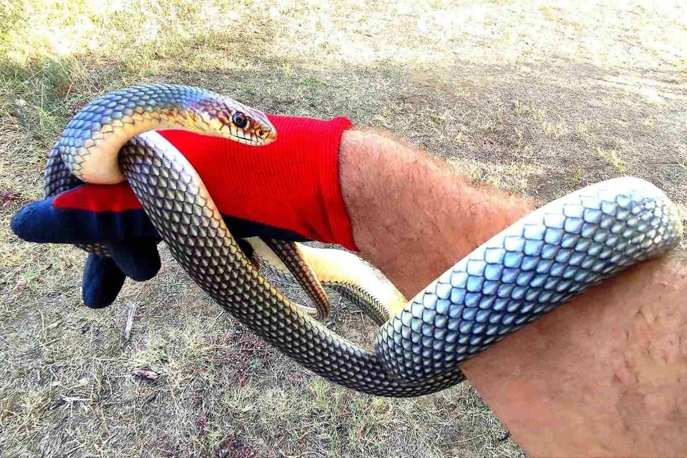 У болгарському місті з’явився чиновник-змієлов