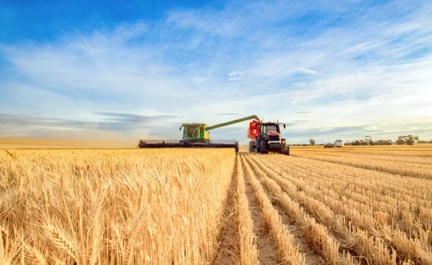 Мінагрополітики прогнозує цьогорічний врожай зернових та олійних культур близько 74 млн тонн