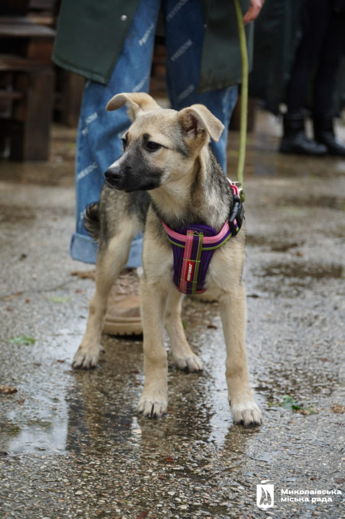 Dog-market в Миколаєві: новий дім для песиків, корисні лекції та благодійний збір (ФОТО) 1