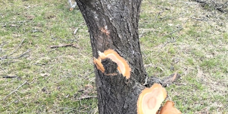 На Миколаївщині в лісополосі спиляли 88 дерев (ФОТО)