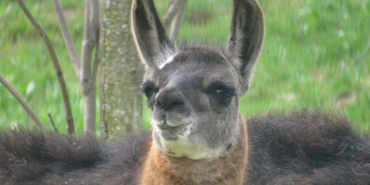 Бебі-бум у Миколаївському зоопарку: хто вже з’явився на світ (ФОТО)