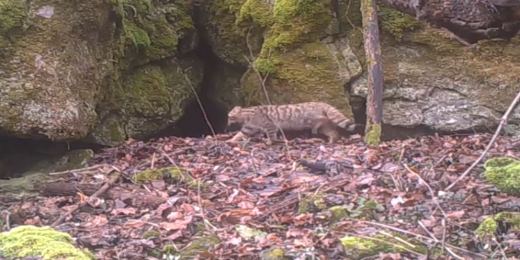 Червонокнижний лісовий кіт, якого вважали зниклим в Україні, потрапив у фотопастку (ВІДЕО)