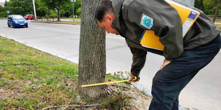 Приклад Миколаєва у варварський обрізці дерев заразний – таке вже зафіксували у Вознесенську (ФОТО)