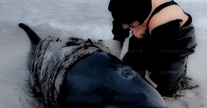 В окупованому Криму через росіян масово гинуть дельфіни (ФОТО)