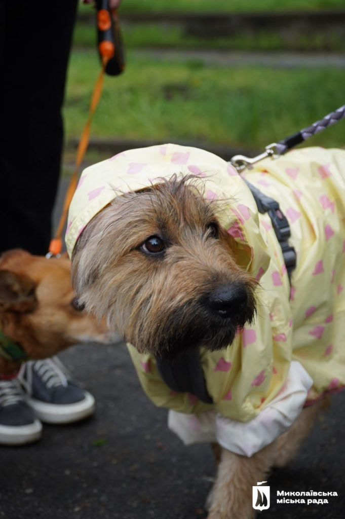 Dog-market в Миколаєві: новий дім для песиків, корисні лекції та благодійний збір (ФОТО) 23