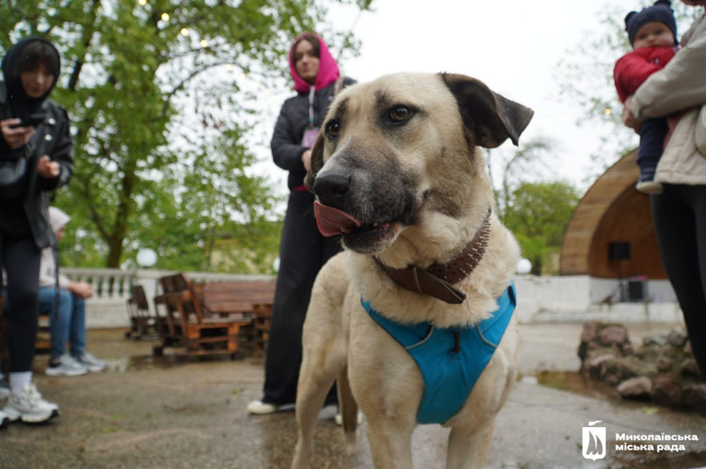 Dog-market в Миколаєві: новий дім для песиків, корисні лекції та благодійний збір (ФОТО) 27