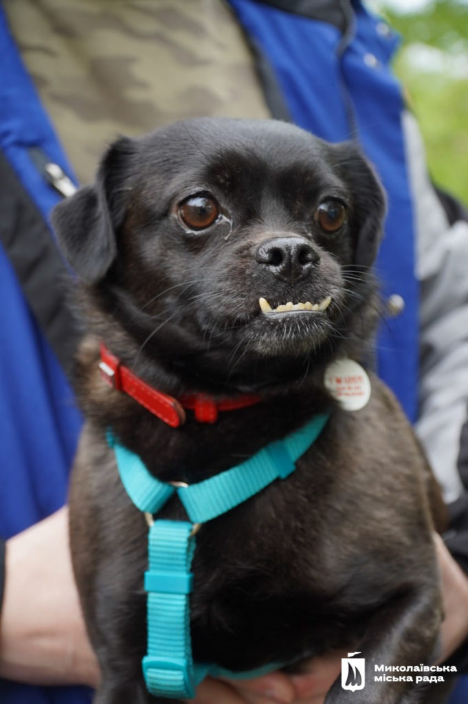 Dog-market в Миколаєві: новий дім для песиків, корисні лекції та благодійний збір (ФОТО) 31