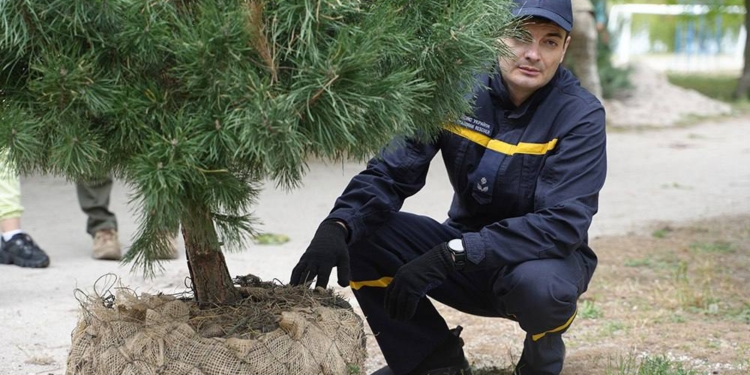 В Миколаєві на Намиві висадили сосни (ФОТО)