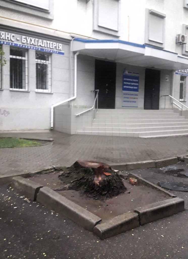 У центрі Миколаєва спиляли три великих здорових береста – ДЕІ звернеться до поліції (ФОТО) 3