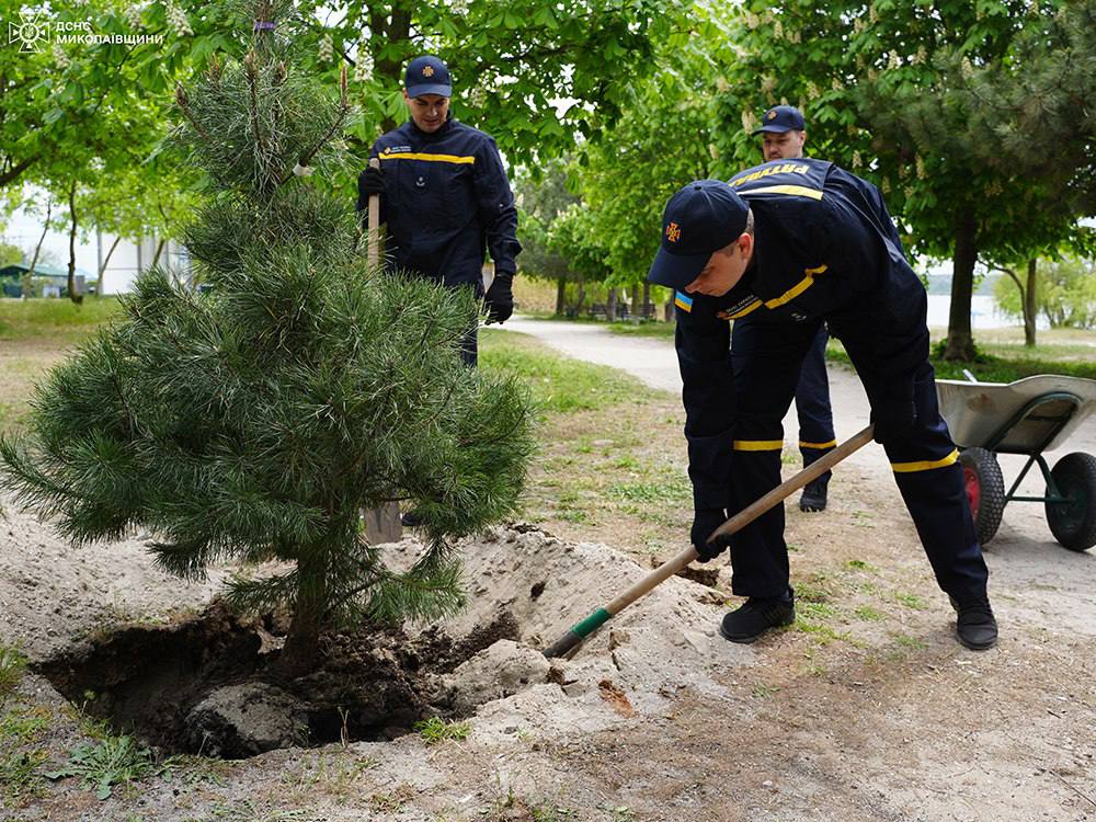 В Миколаєві на Намиві висадили сосни (ФОТО) 6