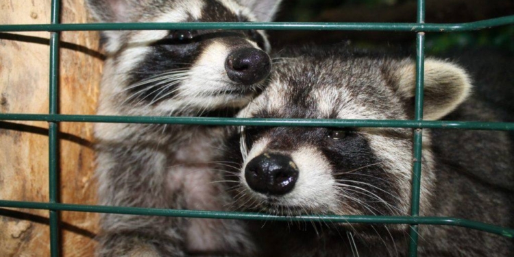 У Євпаторії згорів зоопарк, загинуло більше 200 тварин (ФОТО, ВІДЕО)