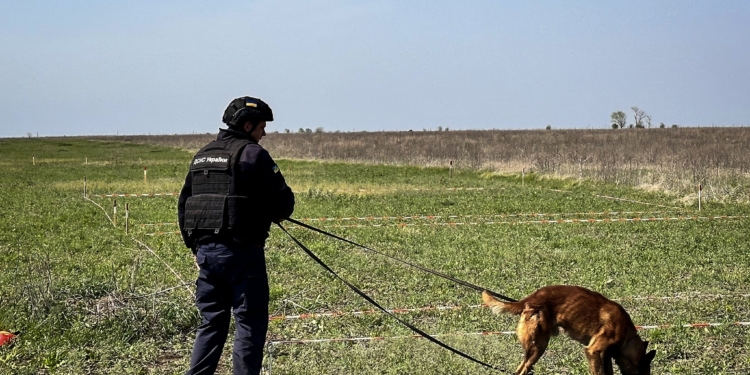 Розмінування Миколаївщини: у нас вже працюють мінно-пошукові собаки (ФОТО)