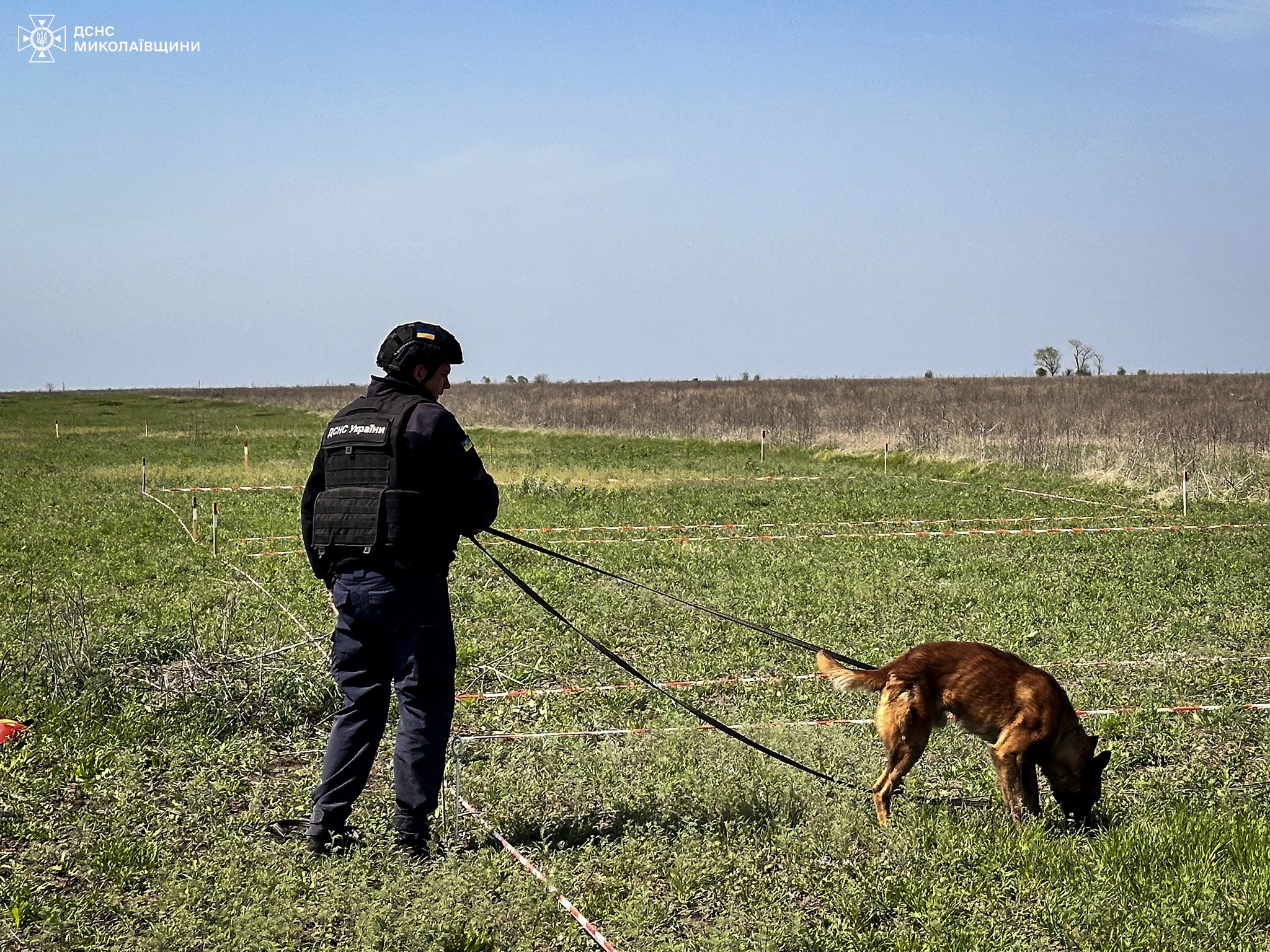 Розмінування Миколаївщини: у нас вже працюють мінно-пошукові собаки (ФОТО)