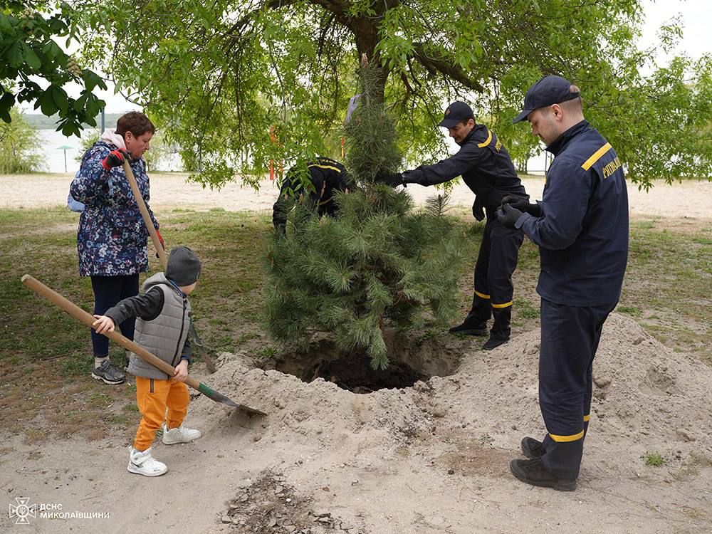 В Миколаєві на Намиві висадили сосни (ФОТО) 8