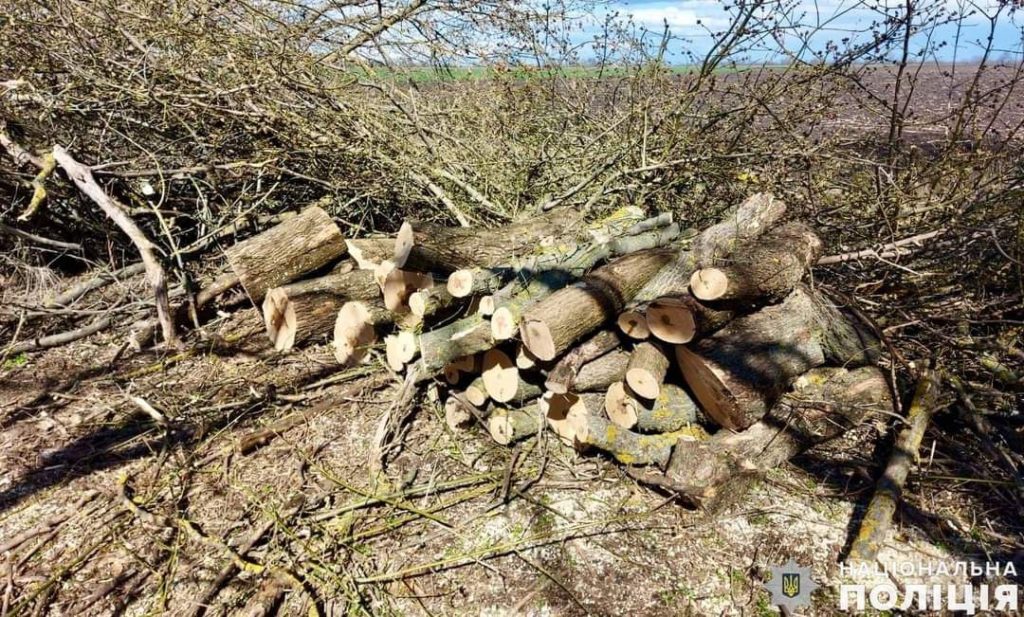 На Миколаївщині затримали банду чорних лісорубів - нарізали деревини на мільйон (ФОТО) 5