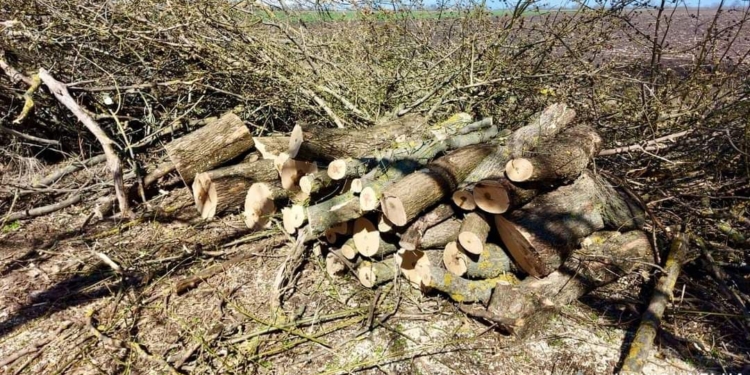 На Миколаївщині затримали банду чорних лісорубів – нарізали деревини на мільйон (ФОТО)