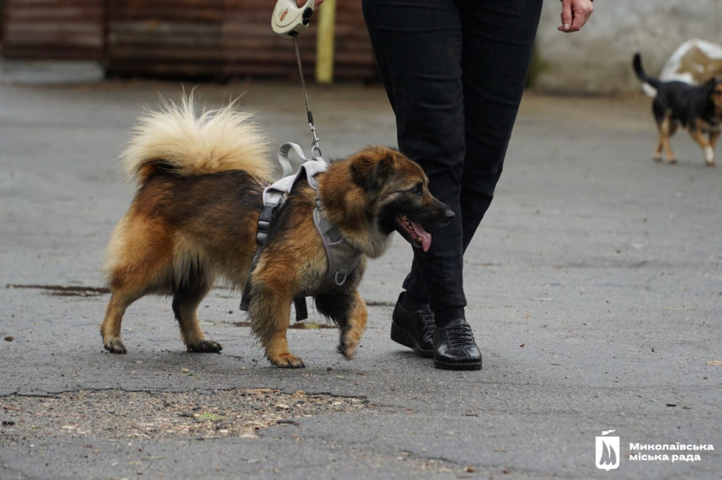 Dog-market в Миколаєві: новий дім для песиків, корисні лекції та благодійний збір (ФОТО) 11