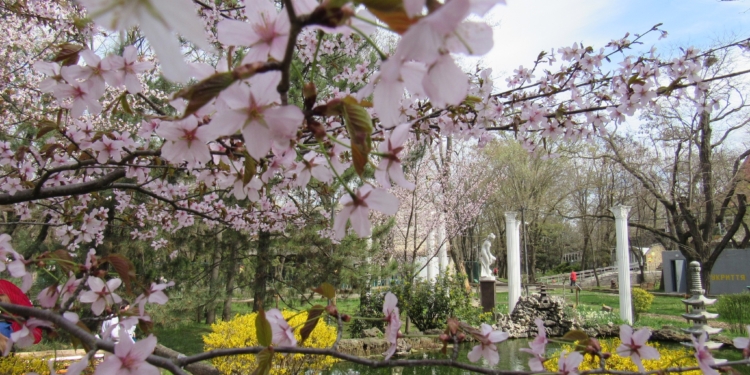 У Миколаївському зоопарку два дні поспіль святкували японське свято Ханамі – милувались цвітінням сакури (ФОТО)