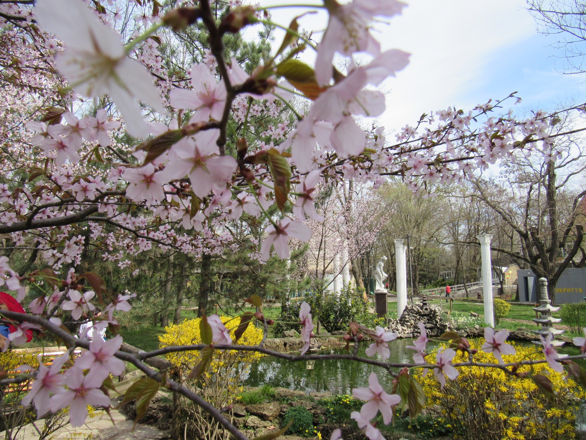 У Миколаївському зоопарку два дні поспіль святкували японське свято Ханамі – милувались цвітінням сакури (ФОТО)