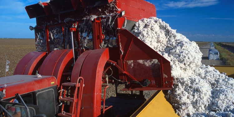 Дуже треба. В Одеській області хочуть створити і розвивати бавовняний кластер