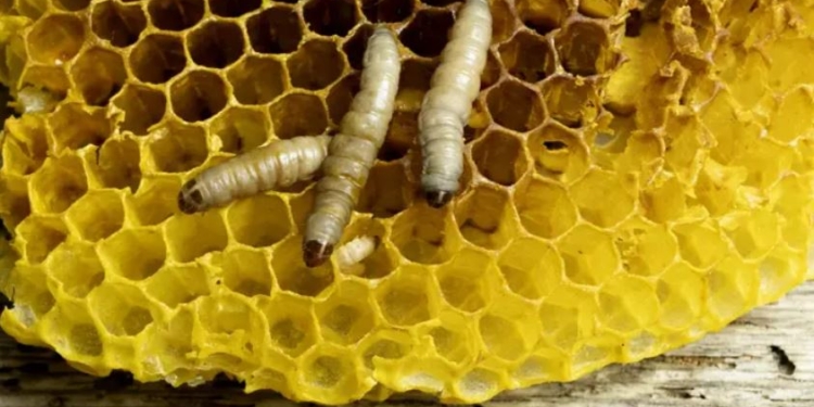 Сенсаційне відкриття – у несподіваному місці знайшли хробаків, які пожирають пластик. Що далі?