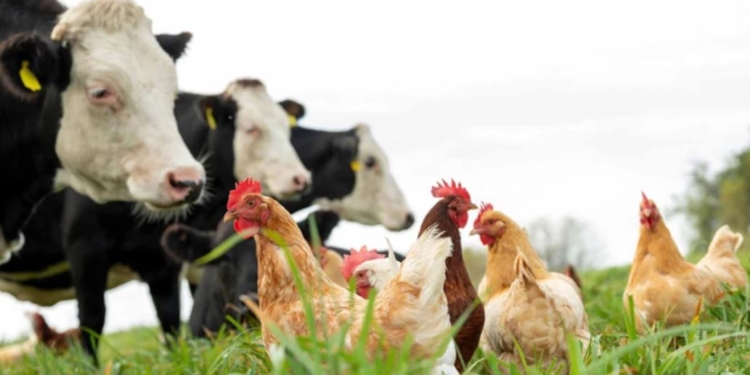 Нова біда – корови почали хворіти пташиним грипом