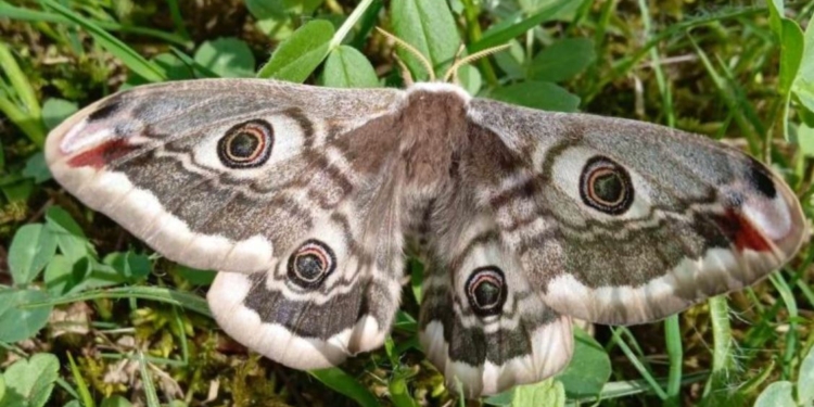 В Україні побачили найбільшого метелика Європи, який зазвичай живе у субтропіках (ФОТО)