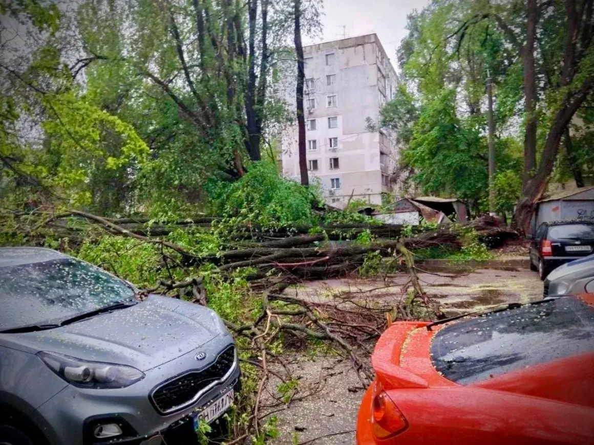 В Одесі буревій викорчовував дерева та трощив авто (ФОТО) 1