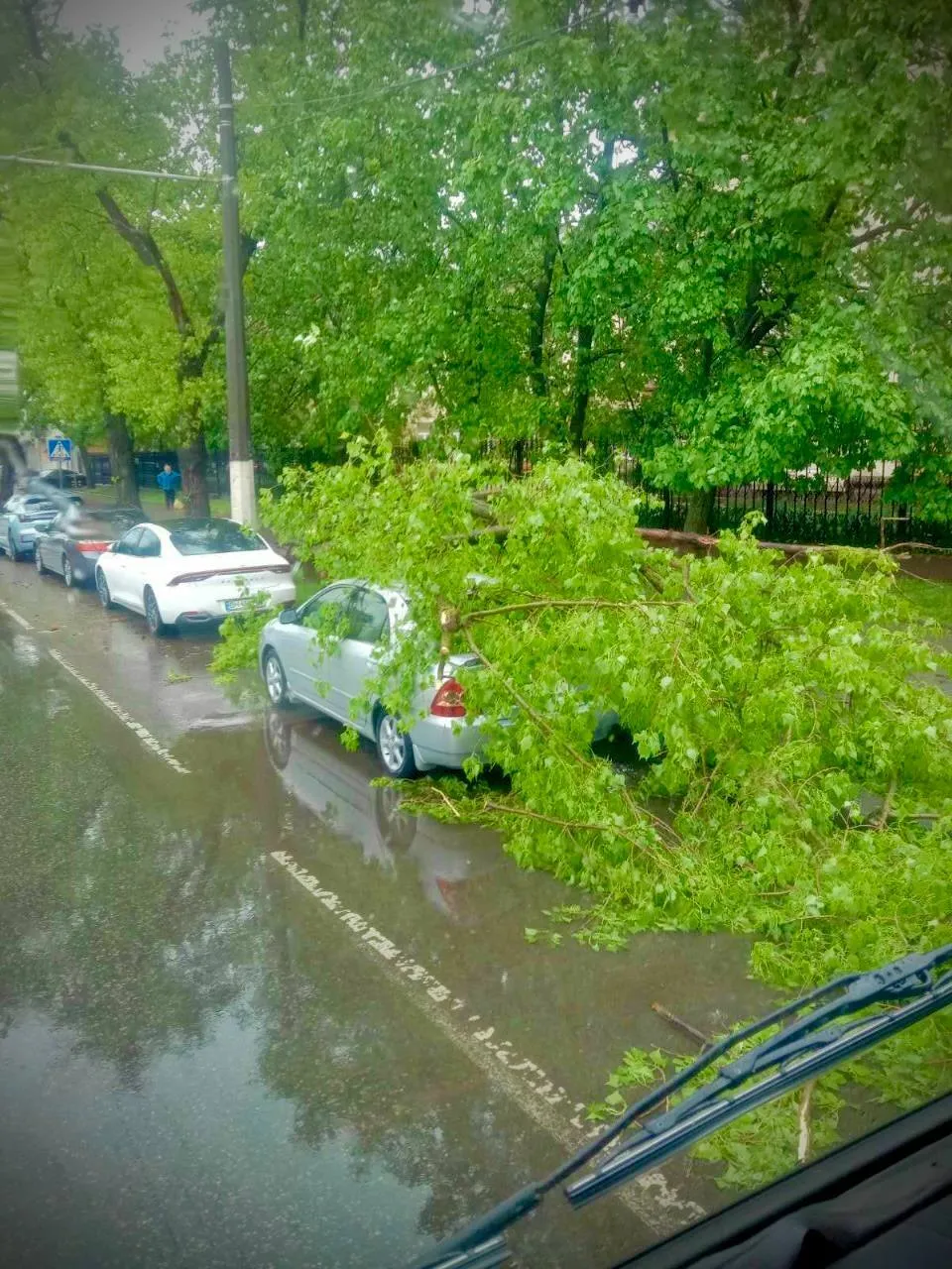 В Одесі буревій викорчовував дерева та трощив авто (ФОТО) 24