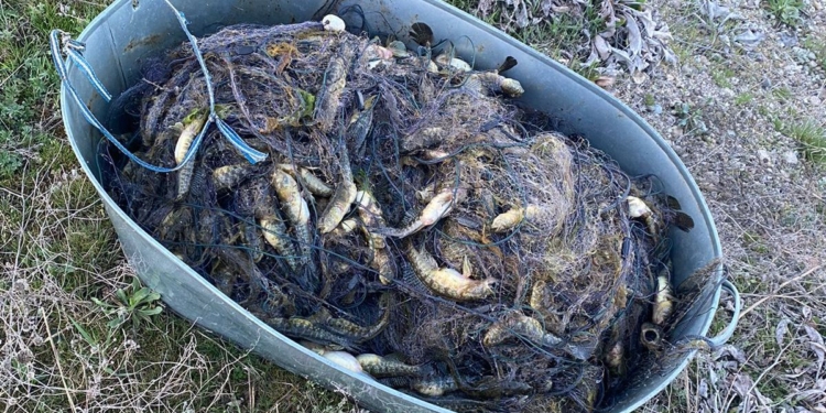 На Тилігульському лимані Миколаївський рибоохоронний патруль впіймав браконьєра, який сітками наловив бичків на 1 млн.грн. (ФОТО, ВІДЕО)